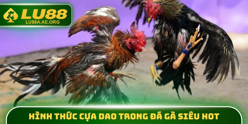 Hình thức cựa dao trong đá gà siêu hot