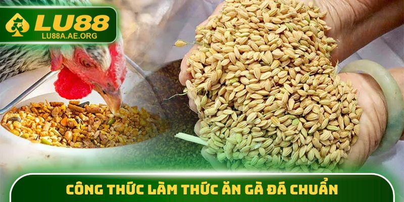 Công thức làm thức ăn gà đá chuẩn