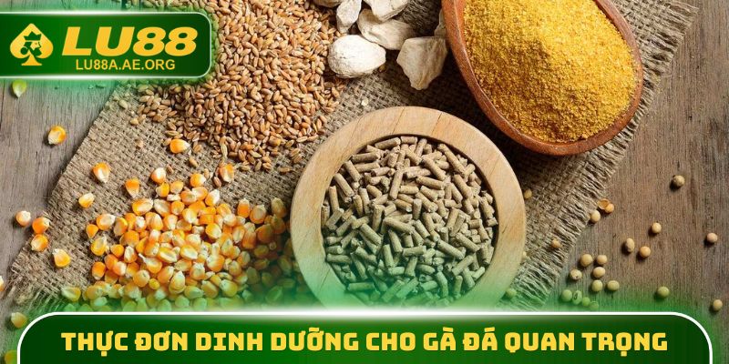 Thực đơn dinh dưỡng cho gà đá quan trọng