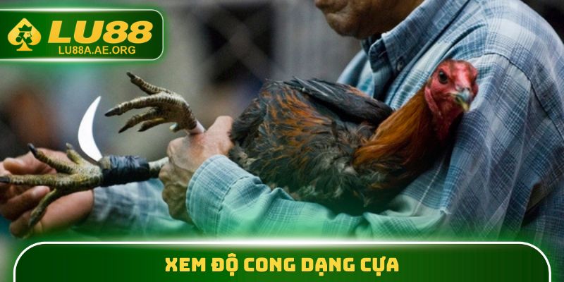 Xem độ cong dạng cựa