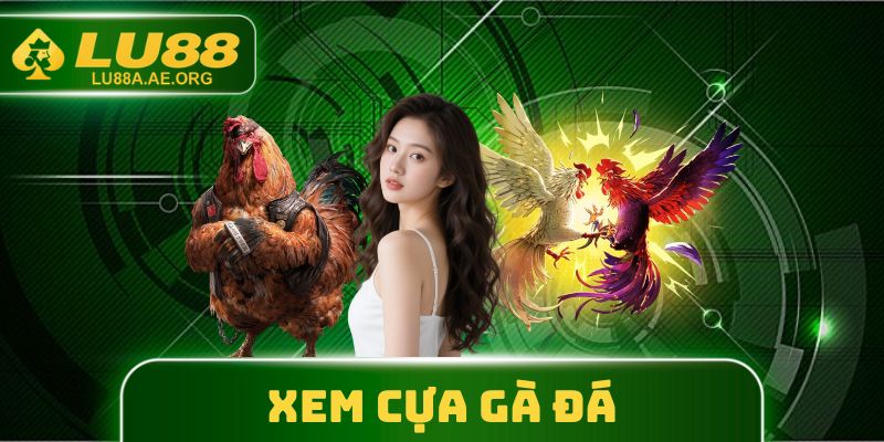 Xem Cựa Gà Đá